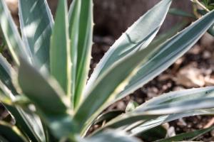 Bibi - Danilia Cottages