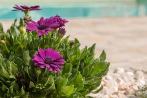 Bibi - Danilia Cottages