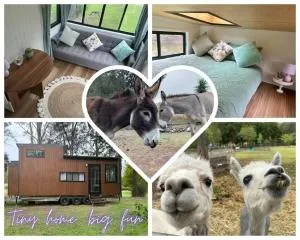 Tiny Home + Donkeys + Alpacas - Jimboomba