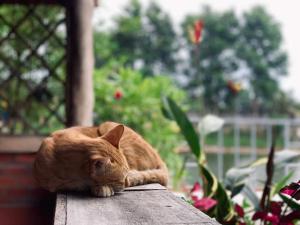 TINA LAKESIDE PHUOC HAI (5 minutes from beach)