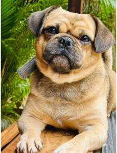 El campo en Jarabacoa