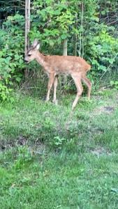 Moderne sommerhus i naturskønne omgivelser