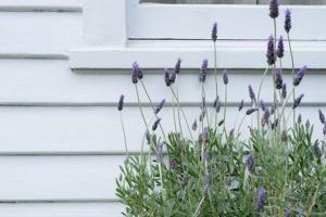 Homely Cottage: Near the City Wifi & Parking