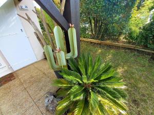 Appartements Saint Palais sur Mer - VILLA MITOYENNE - HAUTS de ST PALAIS - PISCINE : photos des chambres