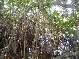 Freedom River House Villa