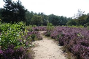 Familiehuis De Erica - 12 p