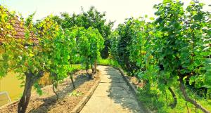 Domek na vinohradech