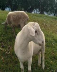 Cabana Deck 3 - Rota Serra do Rio do Rastro