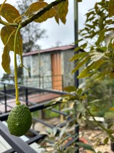 Luz de Luna Glamping