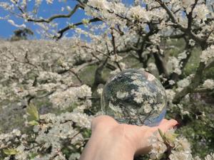 Homstay Mimosa Mộc Châu