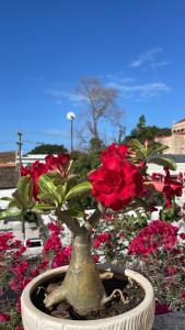 Centrico ciudad colonial