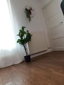 Appartements Le Blue IVY Hyper centre 2 chambres Tout equipe : photos des chambres