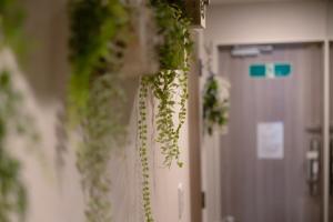 COSTA AKEBONO -Blanciera Naha Akebono Premist 1103-