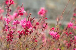 Mami - Danilia Cottages