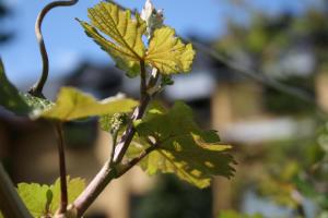 Wein- und Gästehaus Lentes