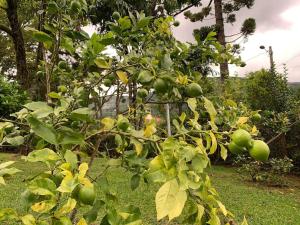Casa Aconchegante em Monte Verde