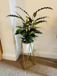 City Of Chester Award Winning Cottage -Pixie Terrace Chester