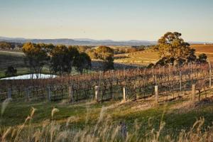 Millas Vineyard Estate