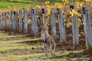 Millas Vineyard Estate