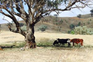 Canguri Boutique - A Memorable Farmstay near Mudgee