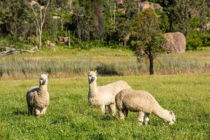Ithaca Farm Cottage - Country View Seclusion