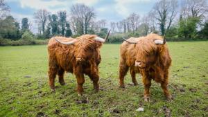Marianne Cottage at Johnsfort