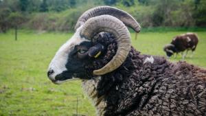 Marianne Cottage at Johnsfort