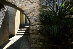 Wild Valley Palm Garden in Valle Onsernone