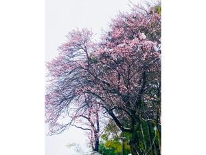 伝統とモダンが溶け合う侍ルーツの古民家 kominka翠 sui