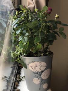 Suns spacious apartment