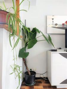 Appartements Le clos Fleuri : photos des chambres