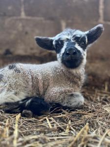 Berwyn Shepherds Hut