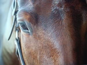Gite Provençal du Mas Arnaud