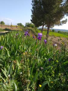 Appartements Studio i Languedoc. : photos des chambres