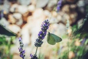 Robinson Haus Ivan No Electricity