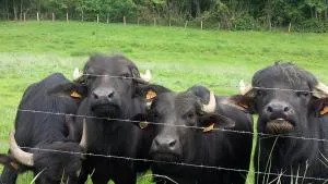 Maison Bienvenue chez Mémé - 特雷尼