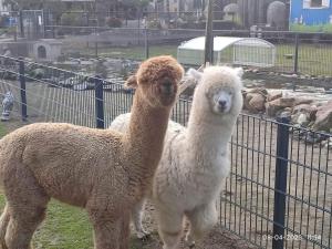 De Dierenweiden