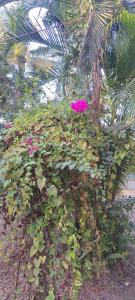 Kashid Heritage Beach Resort