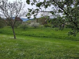 Gite spacieux et chaleureux 8p, route des vins