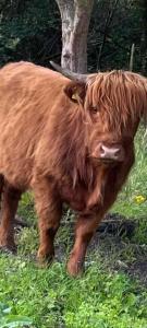Ben Nevis Manor Lodge & Indoor Private Hot-Tub