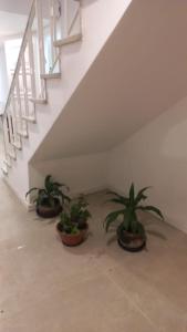 Espaço Semente Poa Lírio