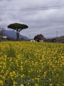 Casa Fasano Amalfi Coast