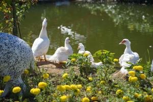 Baan Pingkan Wellness Resort