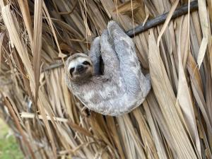 Pajarito Eco-Lodge frente al mar