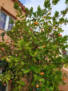 Residence Cala Rossa img94