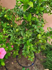 Appartamento con Vista Giardino