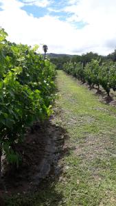 Portezuelo de árboles