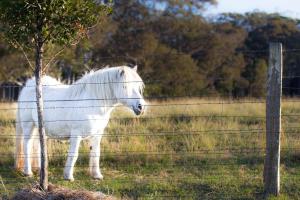 Casa Del Mare - Farm stay by the ocean