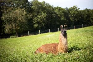 Getreidekasten auf einer Lamafarm
