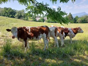 B&B / Chambres d'hotes Antre Lacs : photos des chambres